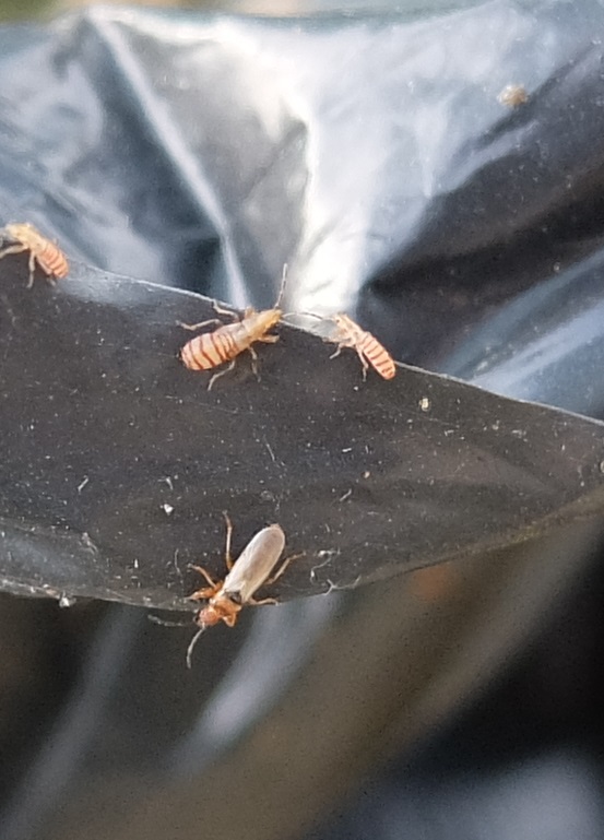 Adulti e neanidi di Brachyplax tenuis (Lygaeidae)